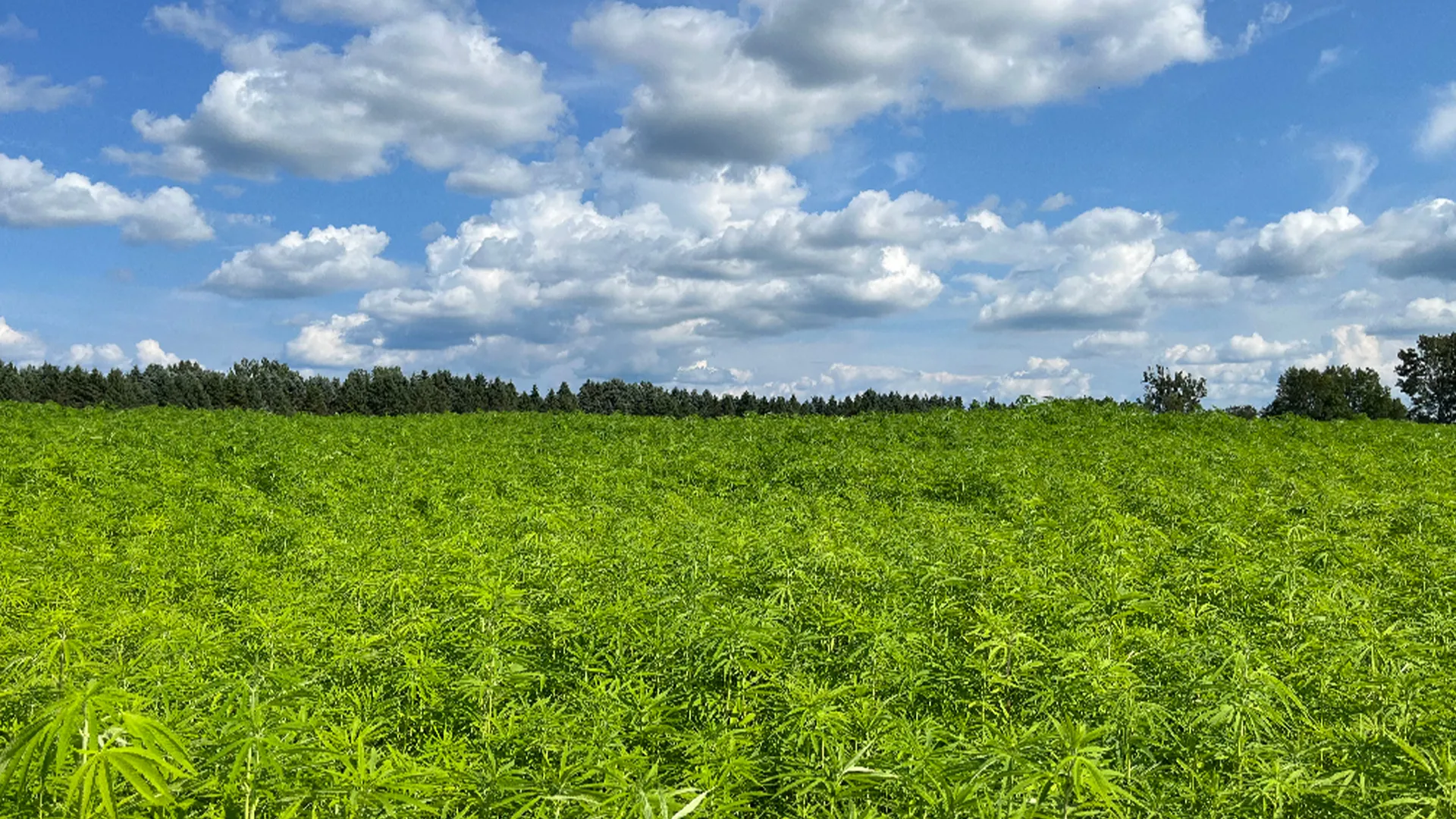 Introducing Our State Hemp Resource Network